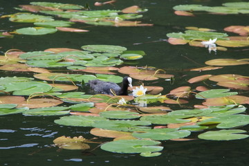 uccello acquatico su ninfee di lago con fiore sbocciato