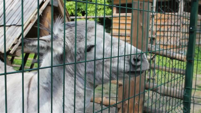 donkey in the zoo,Gray Donkey In A Zoo Open-Air Cage