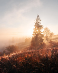 Amazing scene on autumn mountains. Yellow and orange trees in fantastic morning sunlight. Carpathians, Europe. Landscape photography