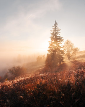 Fototapeta Amazing scene on autumn mountains. Yellow and orange trees in fantastic morning sunlight. Carpathians, Europe. Landscape photography