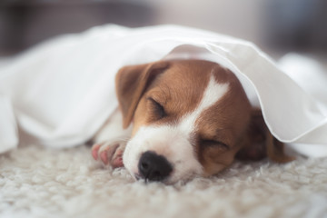 Jack russel terrier puppy sleeping on white bed