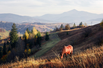 Horse in foggy meadow in mountains valley. Landscape photography