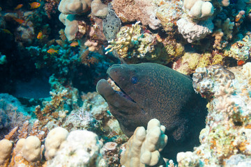 Portrait of the Moray sitting in the corals.