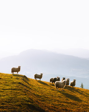 Herd of sheeps in foggy autumn mountains. Carpathians, Ukraine, Europe. Landscape photography