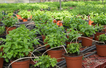 Fototapeta na wymiar Mint growing in pots in greenhouse