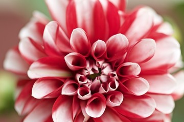 Beautiful pink and white flower close up