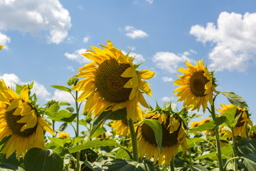 Sunflowers. Flowers of a sunflower