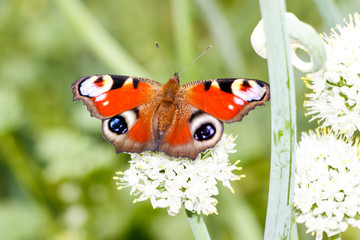 Butterfly on a flowering onion.