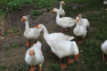 White geese, close-up of the household grazing on the lawn.