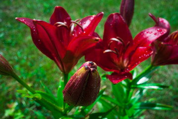 Fototapete bei efototapeten.de bestellen   