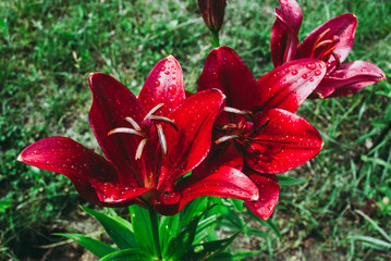 Lily flower with drop rains. Commonly known as Oriental Stargazer Lily