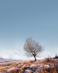 Amazing scene on autumn mountains. Alone naked tree in fantastic morning mist. Carpathians, Europe. Landscape photography