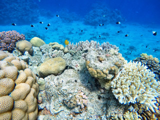 Naklejka na ściany i meble Huge amount of fish, red sea, coral reefs
