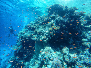 Huge amount of fish, red sea, coral reefs, diving