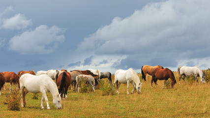 Obraz na płótnie Canvas Horses grazing 16:9