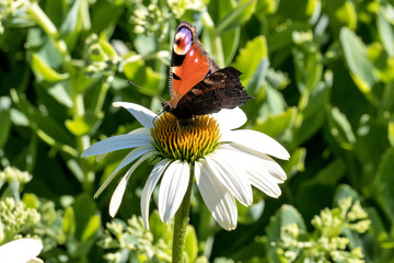 European peacock (Aglais io) on echinacea