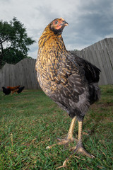 The chick is standing in the yard on the green grass and posing for the camera