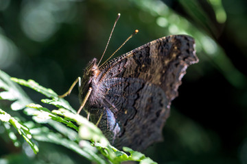 European peacock (Aglais io) on thuja