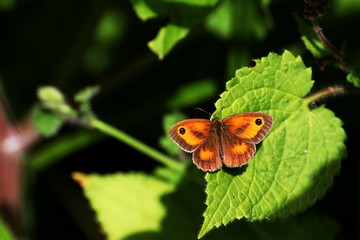 Gatekeeper butterfly resting in the sunshine.