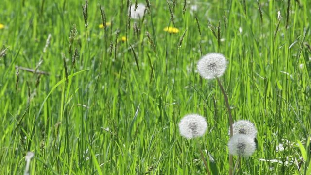 nature detail of dandelion in green field moved by wind in sunny summer day