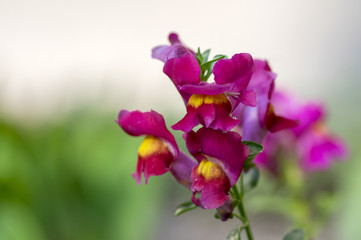 Antirrhinum majus, common snapdragon in bloom