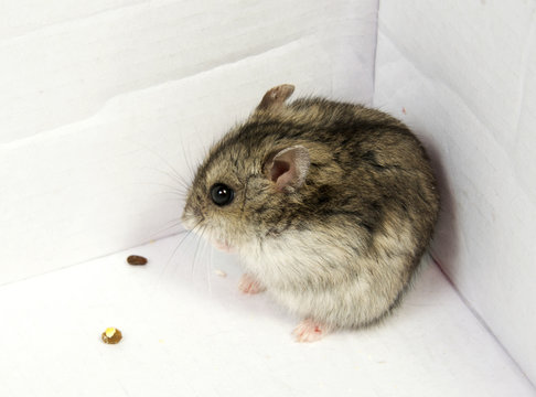 Djungarian hamster in sawdust on white background