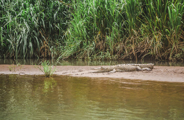Wild adult crocodile rests on a mud bank by the side of the river in its natural habitat in Costa Rica