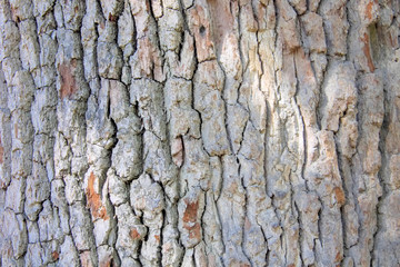 Seamless  bark background texture of  old tree.