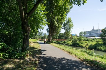 Trees in the park. Slovakia