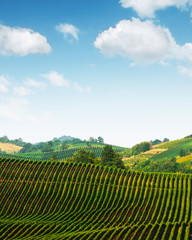 Paysage rural incroyable avec vignoble verdoyant sur les collines italiennes. Contexte de la vigne