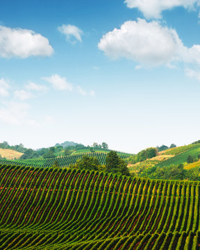 Amazing rural landscape with green vineyard on Italy hills. Vine making background