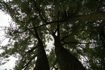 Fototapeta premium Trees in the park. Slovakia