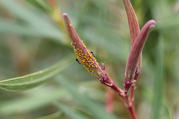 formiche su fiori prima di sbocciare primo piano
