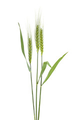 Green spikelets of barley on a white background