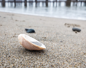 Clam shell on the beach with the water line and pier pilings out of focus in the background.