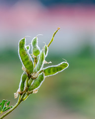 Seed pods of a Bush Lupine (Lupinus arboreus) silhouetted against green and purple background.