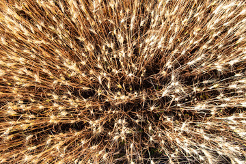 Wheat field from above, background and texture of agriculture