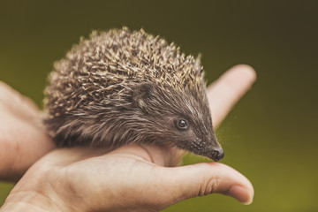 Small hedgehog in the hands