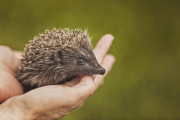 Small hedgehog in the hands