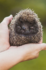 Small hedgehog in the hands © Rico