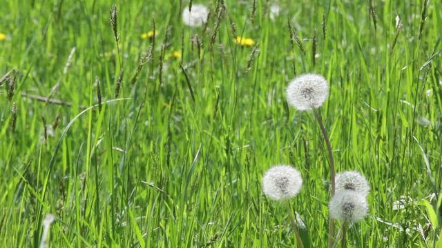 nature detail of dandelion in green field moved by wind in sunny summer day 