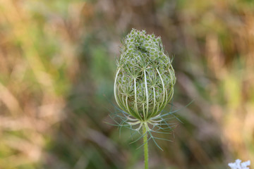 flowers and flower buds of wild carrot