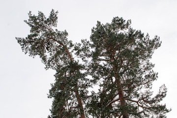 Brown pine branches with green needles in the snow. Trees in the winter in the open sky.