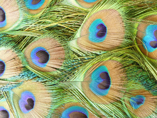 Naturally sourced, interwoven peacock (Pavo cristatus) iridescent tail feathers from the train with eyes from the coverts. England.