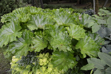 Gunnera with extremely large leaves looks like giant rhubarb