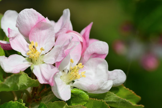 Macro shot of appple blossom