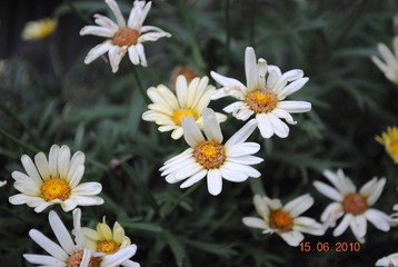 Fototapeta premium Flowers 2