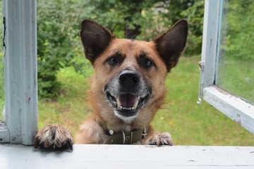 Cute dog in window
