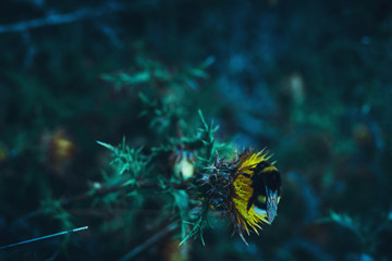 Bee taking the nectar of the flower