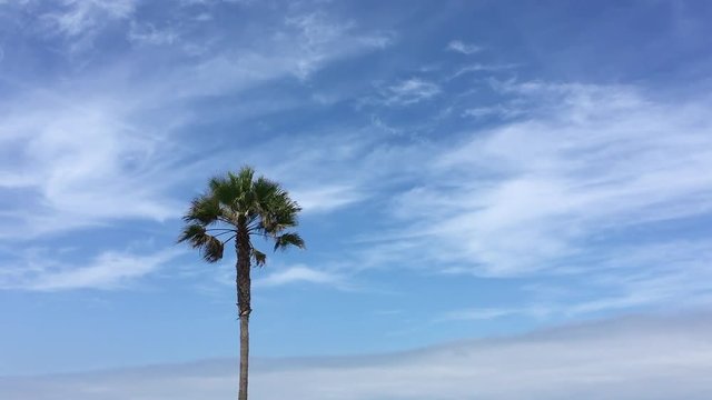 Palm tree swaying in the breeze
